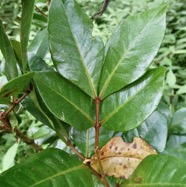 Doratoxylon apetalum . Bois de gaulette .sapindaceae.indigène Réunion..jpeg